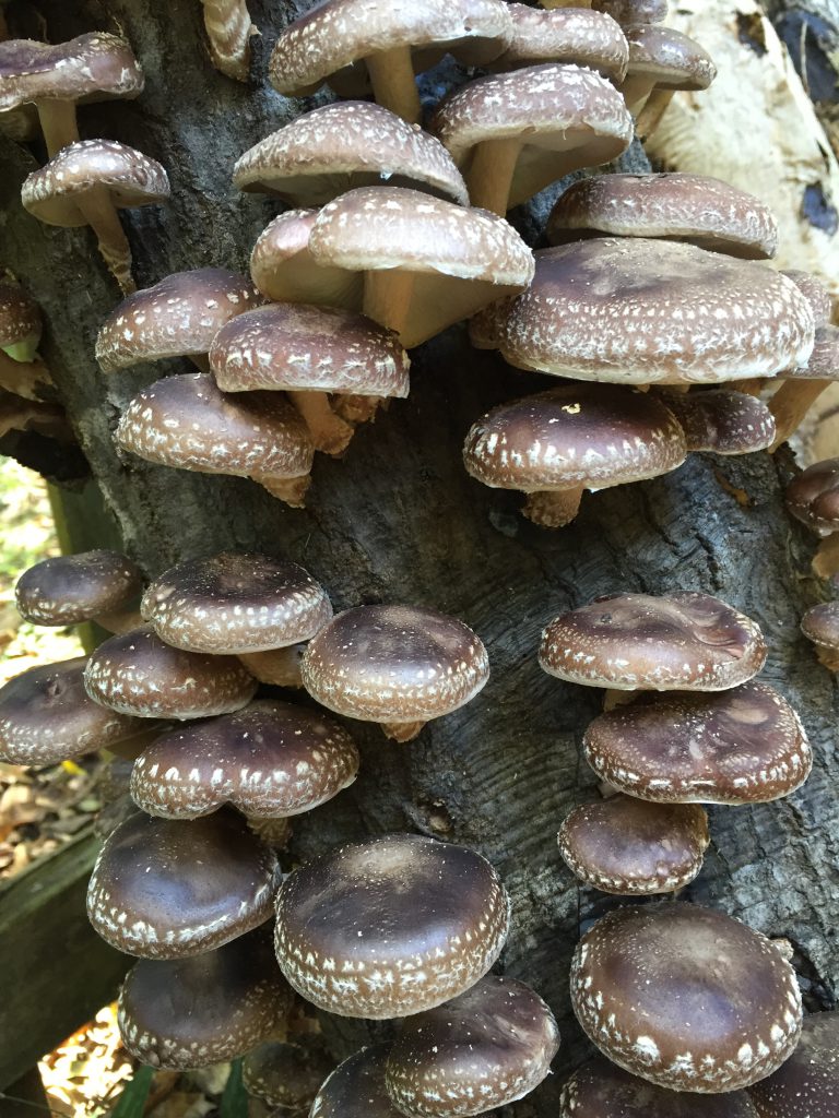 Shiitake mushrooms growing from an oak log. Photo by Stephen Hight. 