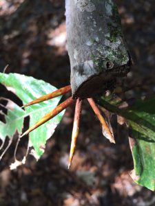 These four buds formed as an "emergency" response to the branch being cut and will eventually replace it. Photo credit: Carrie Stevenson