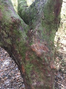 The colorful, smooth bark of a beech tree is eye-catching and strong. Photo credit: Carrie Stevenson