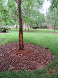 Barked stripped from the trunk of a Chinese elm.