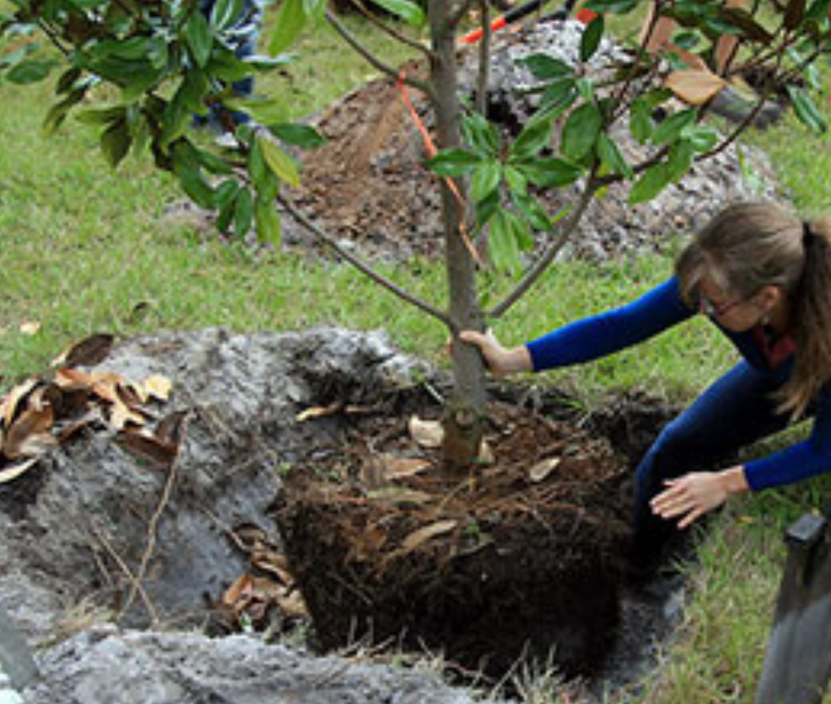 Avoid Pitfalls In The Care Of Newly Planted Trees And Shrubs Ufifas 