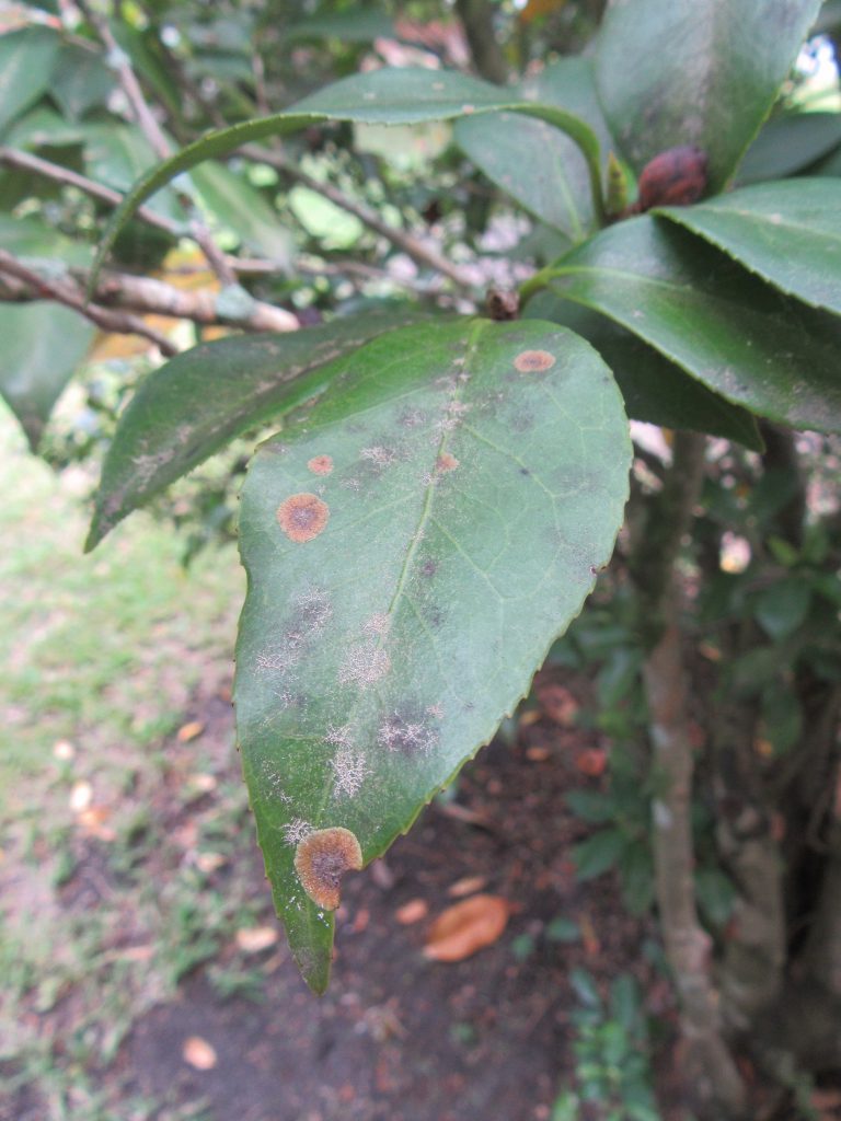 Algal Leaf Spot