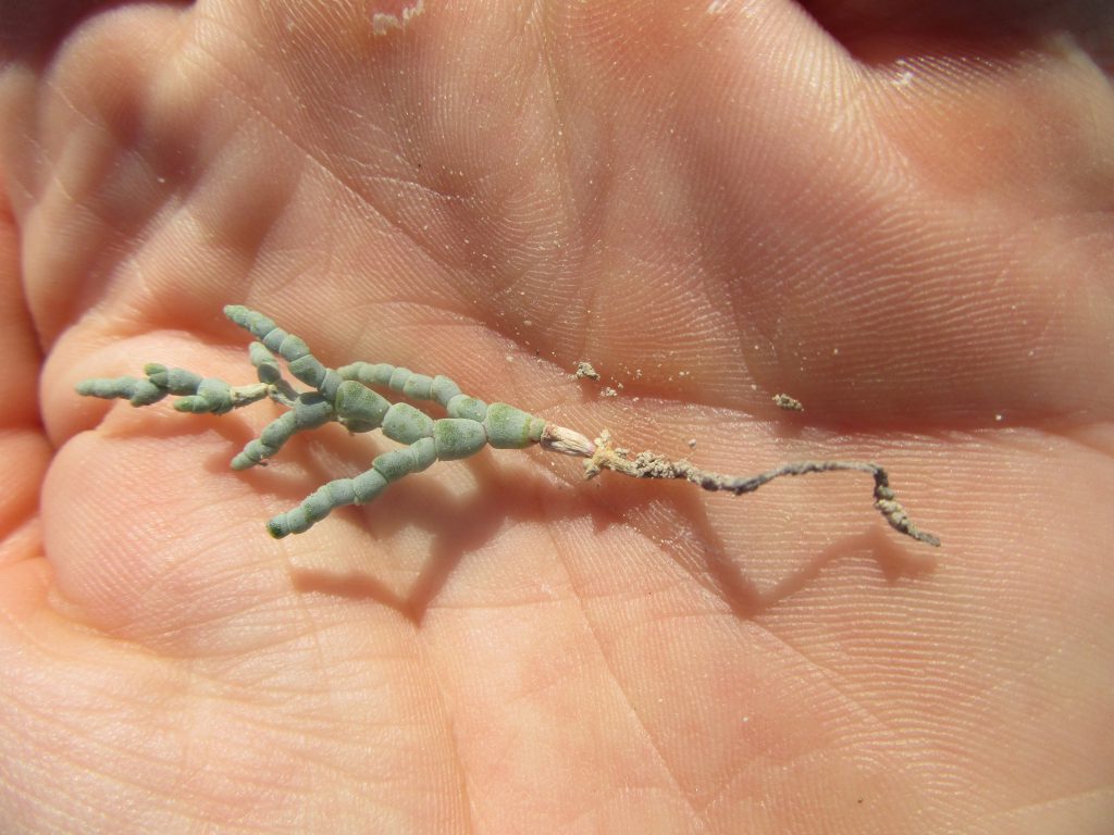 A pickleweed pulled out of a pile of salt.