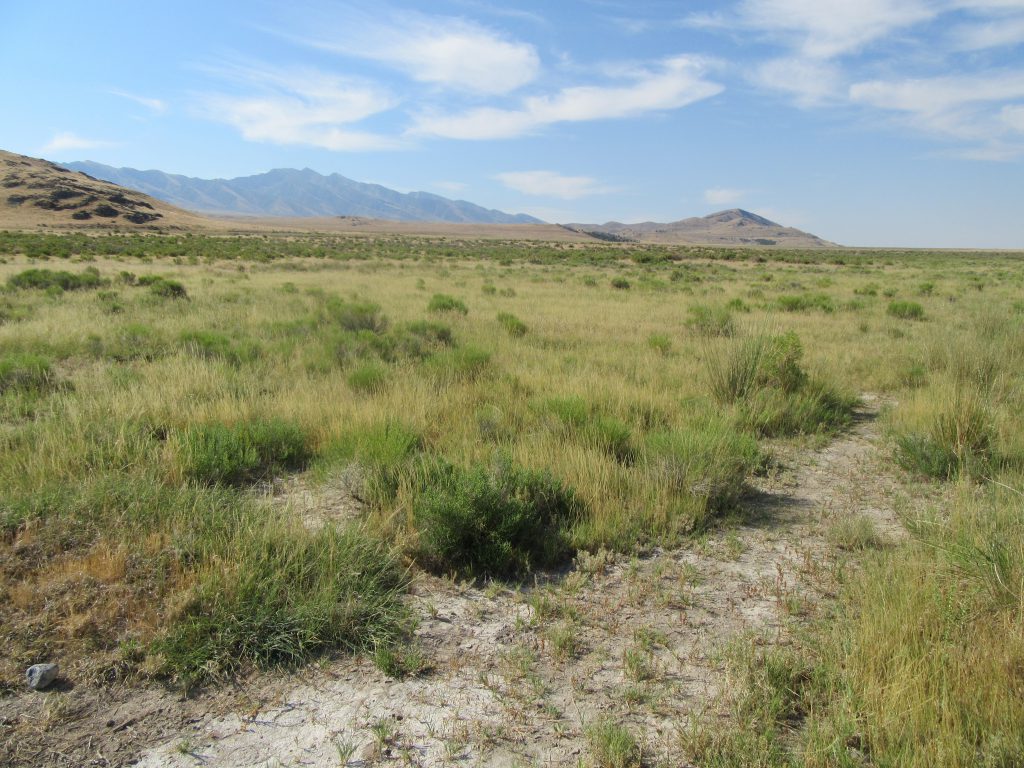 Pickleweed and other plant species growing in the Utah landscape near Timpie Springs. 