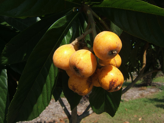 Native fruit trees of florida
