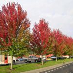 profileautumnblazemaple