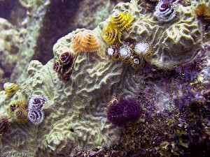 Christmas Tree Worms - Photo credit: Flickr user Todd Barrow