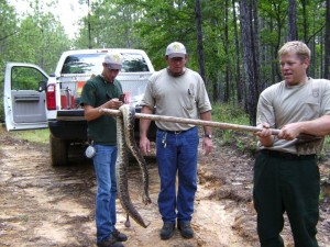 A large snake like this almost invites the adventurous to chase and pick it up. This is not recommended since 95% of snake bites occur while trying to pick-up or kill a snake. Better to leave in place and give space. Photo courtesy of Alan Dennis.