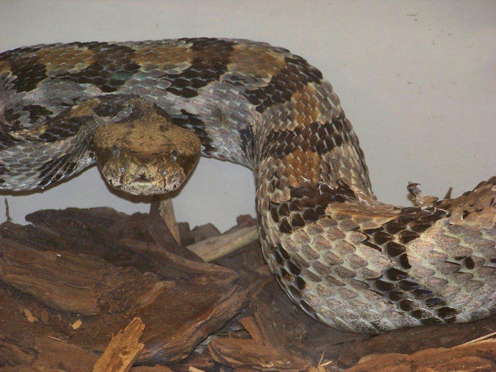 The Timber Rattler, also known as the Canebrake Rattlesnake can grow to over 6 feet. Commonly found in damp woodland environments. Photo Courtesy of Molly O'Connor