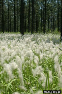 Cogongrass Photo Credit: Chris Evans, Illionois Wildlife Action Plan, www.bugwood.org