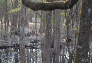 Swamps provide a valuable filtrations for surface water