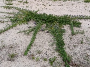 Beach vitex expands it's woody rhizomes aggressively; it can actually grow over sidewalks. 