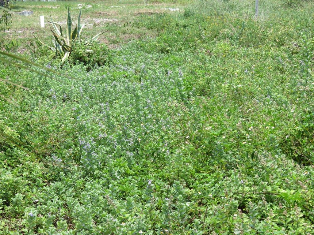 This yard on Pensacola Beach has become over run by vitex. 