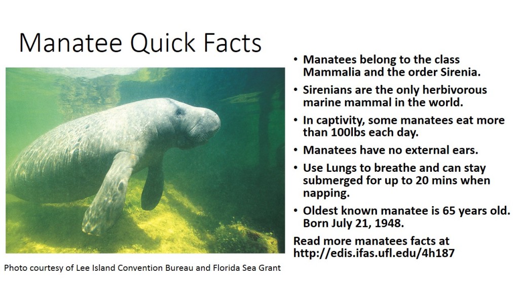 Manatee Quick Facts