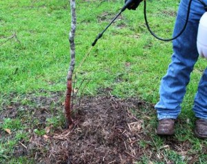 With the basal treatment, cover the bottom 12 to 18 inches of the tree with the herbicide oil mixture. Be sure to cover the entire circumference of the tree.