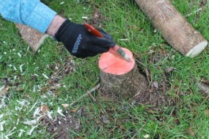 For best results the cut stump treatment should be done immediately after the tree has been cut down.