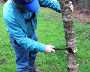 The hack and squirt treatment is best for large and/or thick barked trees.