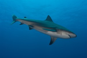 The Bull Shark is considered one of the more dangerous sharks in the Gulf.  This fish can enter freshwater but rarely swims far upstream.  Photo: Florida Sea Grant