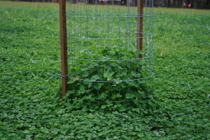 Exclusion cages help us determine how much forage is being produced and consumed. (photo by Jennifer Bearden)