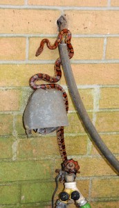 Corn snakes are excellent climbers and consume a lot of rodents. Photo: Nick Baldwin