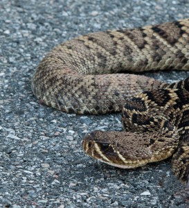 The familiar face of an Eastern Diamondback Rattlesnake. Photo: Nick Baldwin