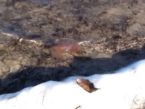 This is a sea nettle. This species of jellyfish has a more painful sting. I only saw one of these today but saw several cannonballs.