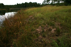 Wild hog damage to pond bank. Photo by Jennifer Bearden