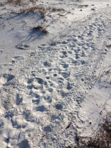 Tracks of an ATV moving across a dune face near the sound side of the island.