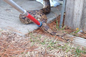 This python was caught in a garage on Bayou Chico (Pensacola) - it did not belong to the homeowner. Photo: Escambia County Animal Control