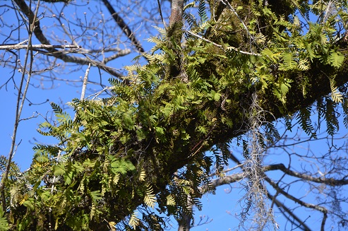 Resurrection ferns are found in many mature hardwood trees in north Florida.  This fern is an air plant which prospers on skimpy amounts of water and plant nutrients.  