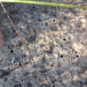 The burrows of fiddler crabs.