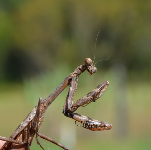 The preying mantis is well equipped to thin the population of destructive insects.