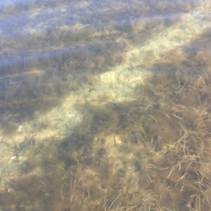 The scarring of seagrass but a propeller.