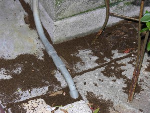 Cleaning up large piles of dead ants are a daily cleanup chore for this homeowner. Photo: Dan Culbert, UF/IFAS Extension Okeechobee County