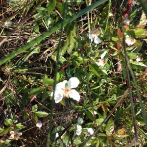 The bloom of a black berry.