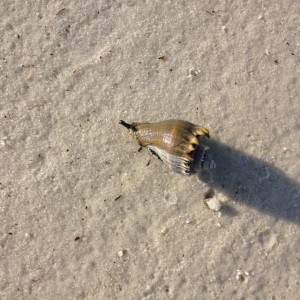 The crown conch.