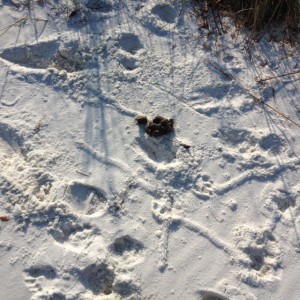 Evidence of dogs on the beach.