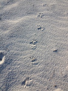 The spread toes of the opossum make identifying this track easier.