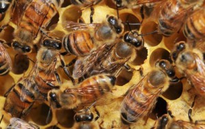 European Honey Bees Photo: Ashley N. Mortensen; University of Florida