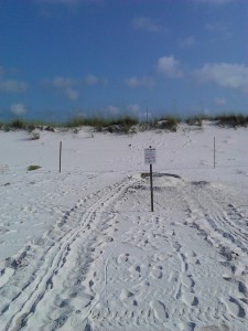 Tracks left by a nesting Green Sea Turtle. Courtesy of Gulf Islands National Seashore.