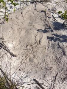The "bed" made by an unknown animal that has been frequenting this location all year. Photo: Rick O'Connor