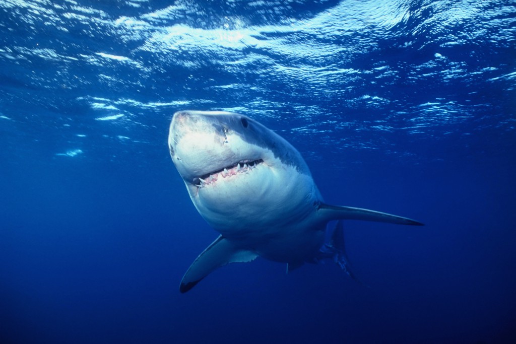 White Shark (Carcharhinus carcharias). Credit: Florida Sea Grant Stock Photo 