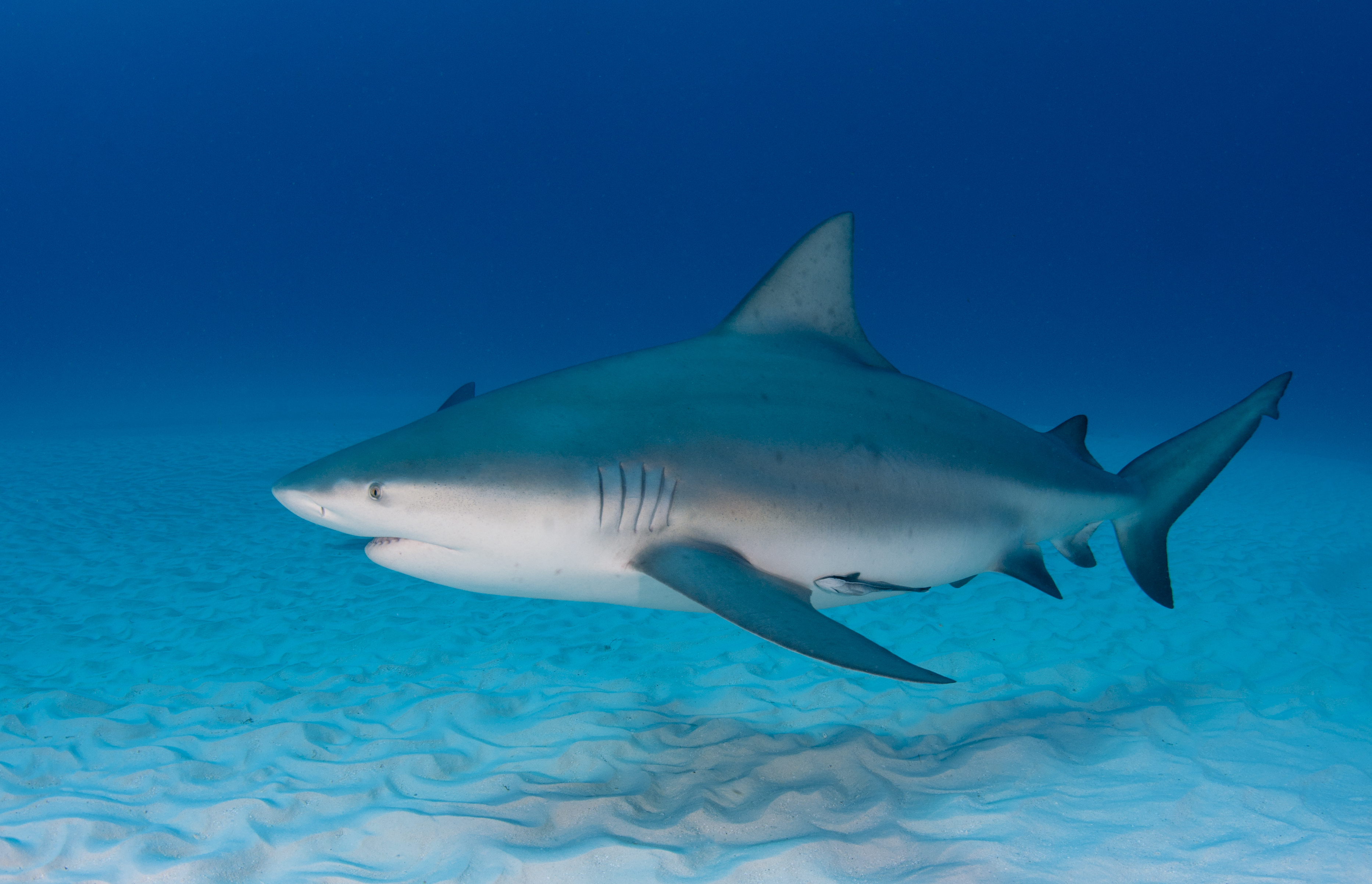 Shark Safety Tips Ufifas Extension Bay County