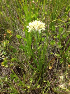 This plant, Redroot, grows in the wetter areas of the secondary dune.