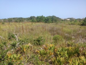 Bulrush and other plants indicate that this is not salt water, but a freshwater marsh.
