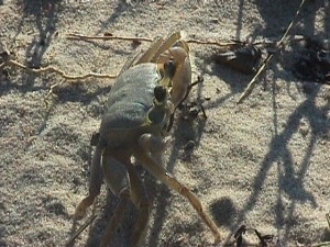 The common ghost crab. Photo: Virginia Institute of Marine Sciences