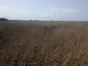 Acres and acres of Black Needlerush indicate this is a salt marsh.