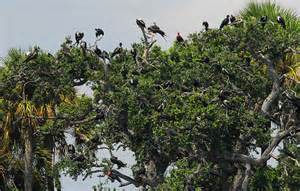 Nesting birds on Seahorse Key Photo: courtesy of flickr
