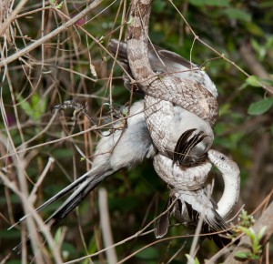 A constricting gray rat snake coils around a bird. Photo: Nick Baldwin