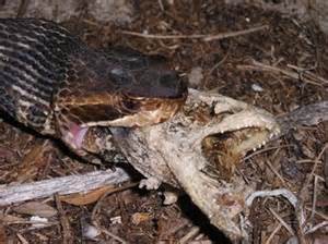A cottonmouth consuming a fish from a birds nest. Photo: University of Florida
